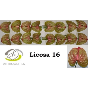 Anthurium andr. 'Licosa'