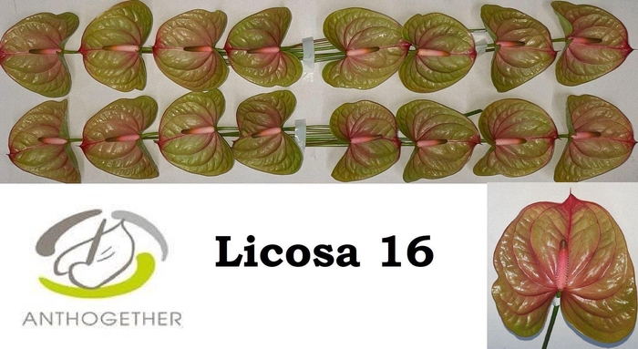 <h4>Anthurium andr. 'Licosa'</h4>