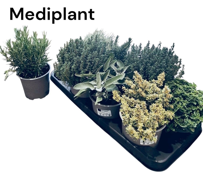 <h4>TUINKRUIDEN GEM</h4>