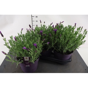 Lavandula 19 Cm. P. Stoechas Anouk