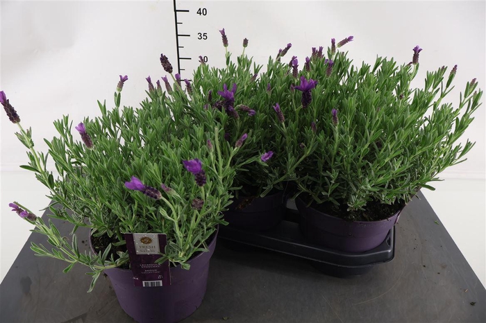 <h4>Lavandula 19 Cm. P. Stoechas Anouk</h4>