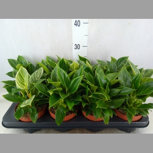 Philodendron   ...