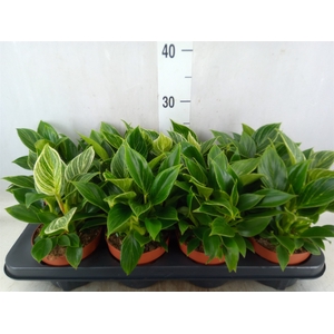 Philodendron   ...