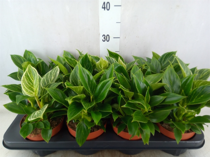 <h4>Philodendron   ...</h4>