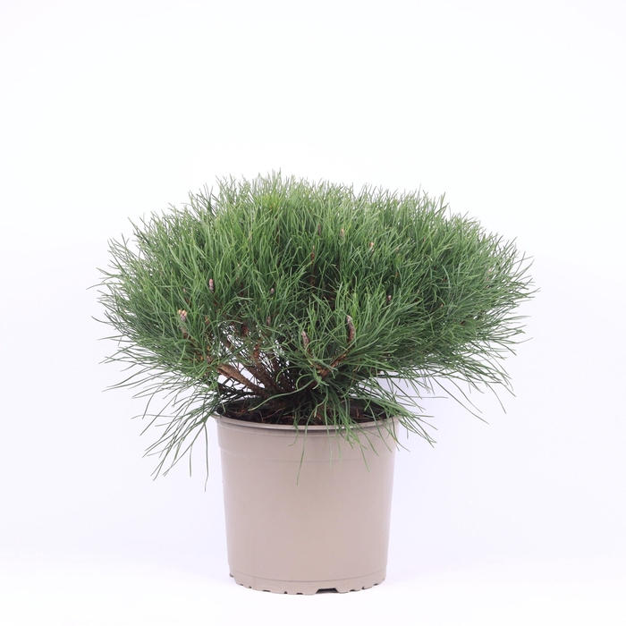 <h4>Pinus mugo pumilio</h4>