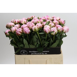 Paeonia Sarah Bernhardt XL