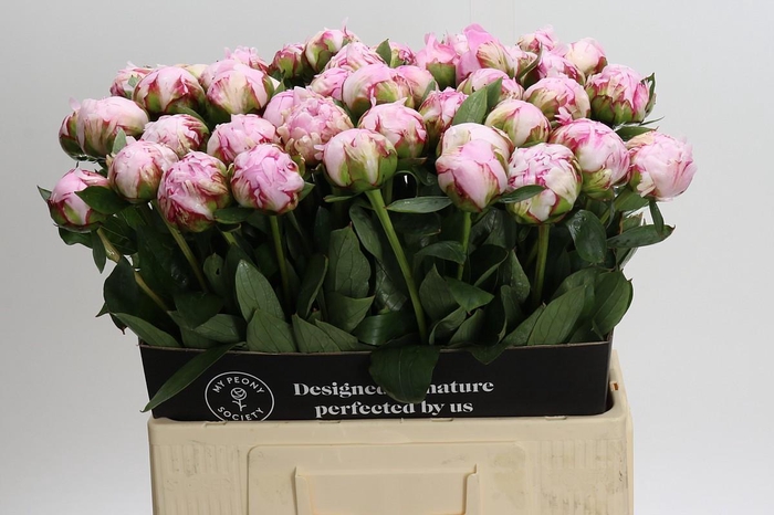 <h4>Paeonia Sarah Bernhardt XL</h4>