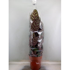 Calathea makoyana