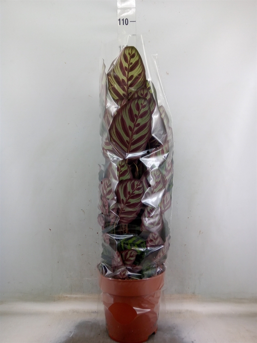 <h4>Calathea makoyana</h4>