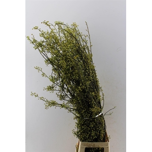 LITSEA CITRODERA JAPAN