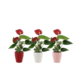 Anthurium Pearl Micra in Carly love ceramics