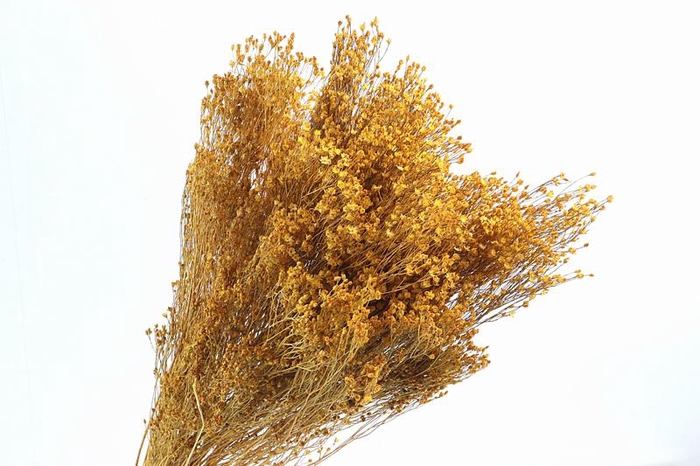 <h4>Broom Bloom Yellow</h4>