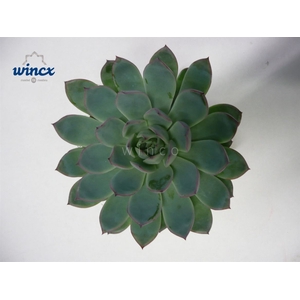 Echeveria Pink Edge Cutflower Wincx-20cm