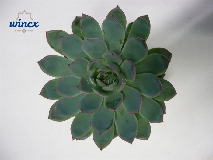 Echeveria Pink Edge Cutflower Wincx-20cm