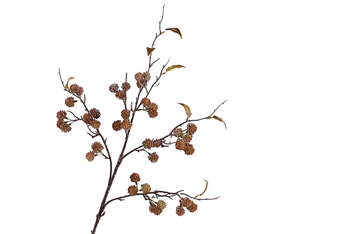 <h4>Sedum Spray Brown</h4>