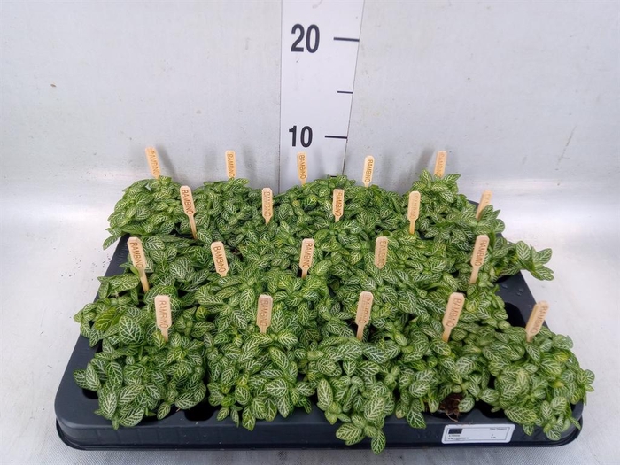 <h4>Fittonia verschaf.</h4>