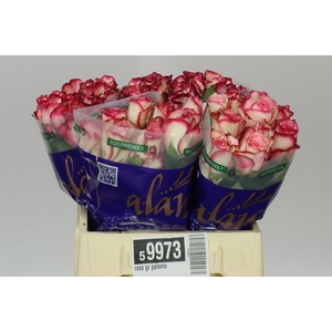 Rosa Gr Paloma
