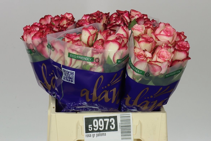 <h4>Rosa Gr Paloma</h4>