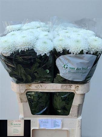 <h4>Chr G Silent</h4>