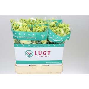 Eust Du Alissa Yellow