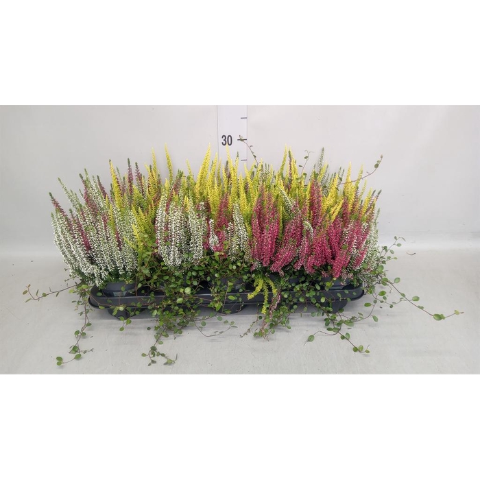 <h4>Calluna vulg. ...</h4>