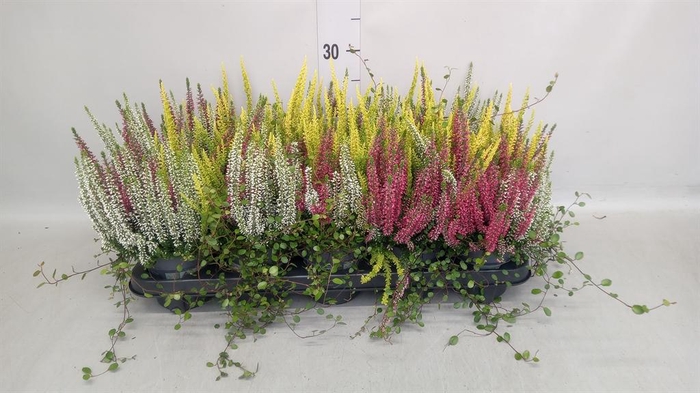 Calluna vulg.   ...