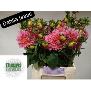DAHL OV