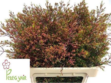 <h4>Chame Un Vega Blad</h4>