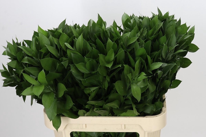 <h4>Ruscus Hypophyllum</h4>
