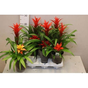 ARR BROMELIA