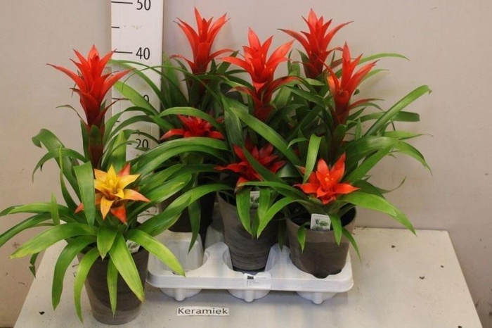 <h4>ARR BROMELIA</h4>