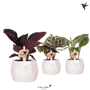 Kolibri Greens Calathea mix in Pearl pot travertine