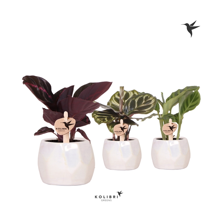 <h4>Kolibri Greens Calathea mix in Pearl pot travertine</h4>