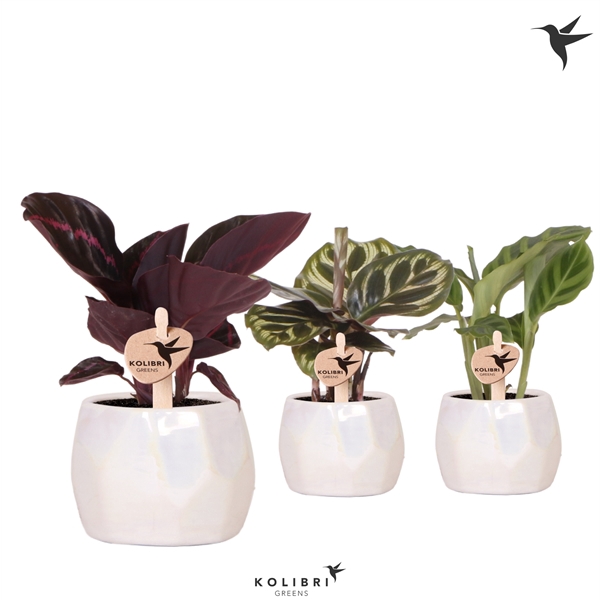 <h4>Kolibri Greens Calathea mix in Pearl pot travertine</h4>