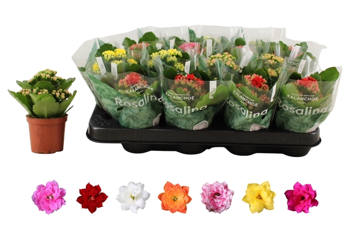 <h4>KAL GE RO GEM 6 KL</h4>