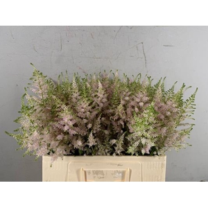 Astilbe Jap. Europa
