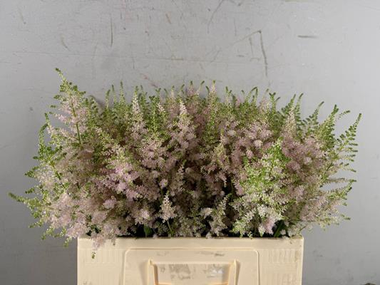 <h4>Astilbe Jap. Europa</h4>