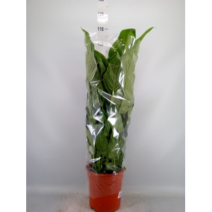 Spathiphyllum  'Sweet Lauretta'