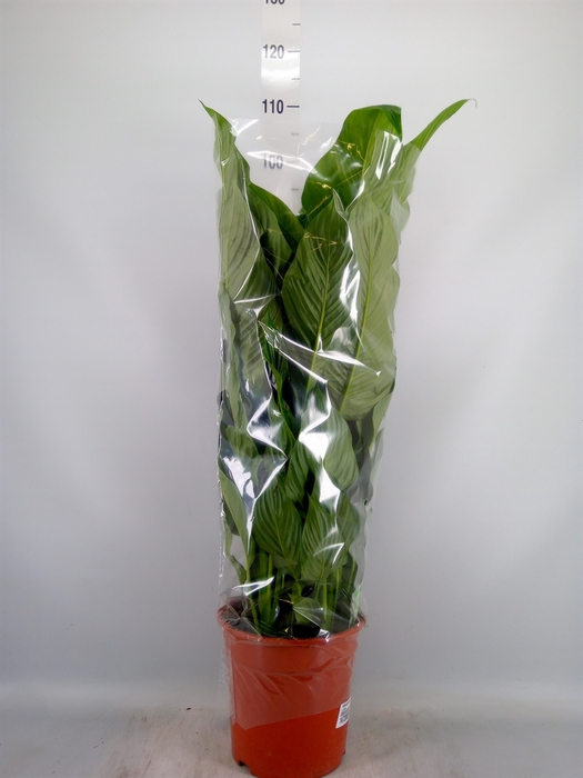 <h4>Spathiphyllum  'Sweet Lauretta'</h4>