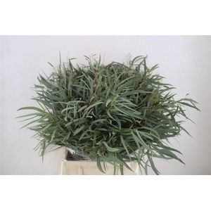 Euca Nicoly Short 150gr P Bunch