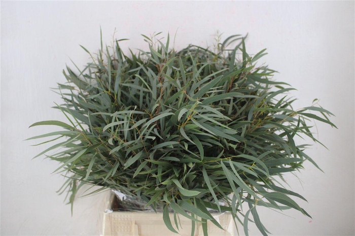 <h4>Euca Nicoly Short 150gr P Bunch</h4>