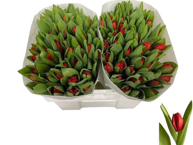 <h4>TU EN ESCAPE</h4>