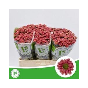 CHR SAN ROSSI LOBSTE