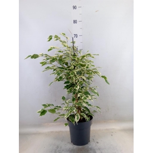 Ficus benja. 'Twilight'