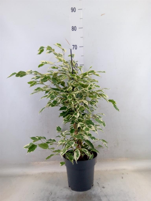 <h4>Ficus benja. 'Twilight'</h4>