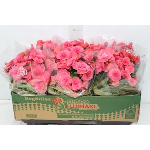 BEGONIA BAZAN P15
