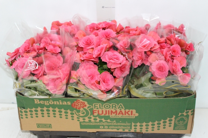 <h4>BEGONIA BAZAN P15</h4>