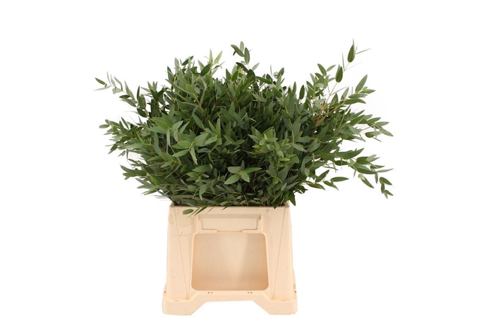 <h4>Euca Parvifolia Kort</h4>