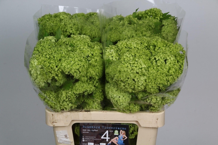 <h4>VIBURNUM ROSEUM ST</h4>