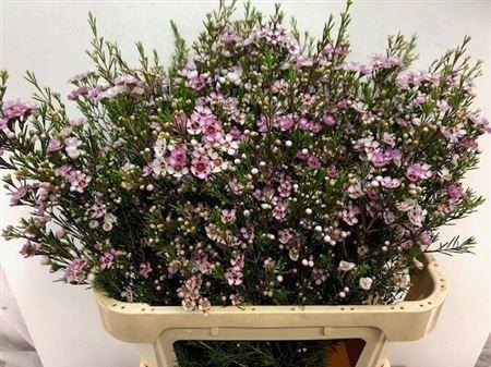 <h4>CHAME UN WENDY ROSE</h4>